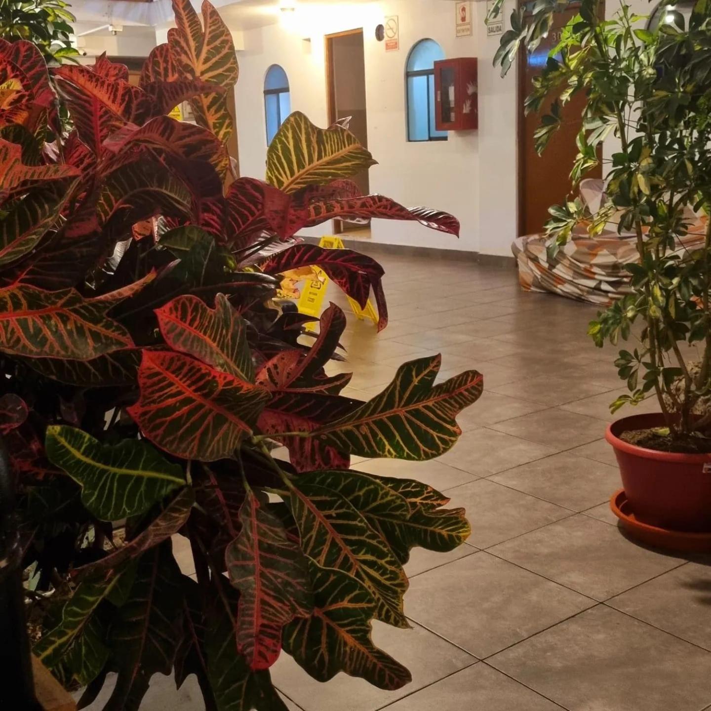 Hostel Thay83 Miraflores לימה מראה חיצוני תמונה